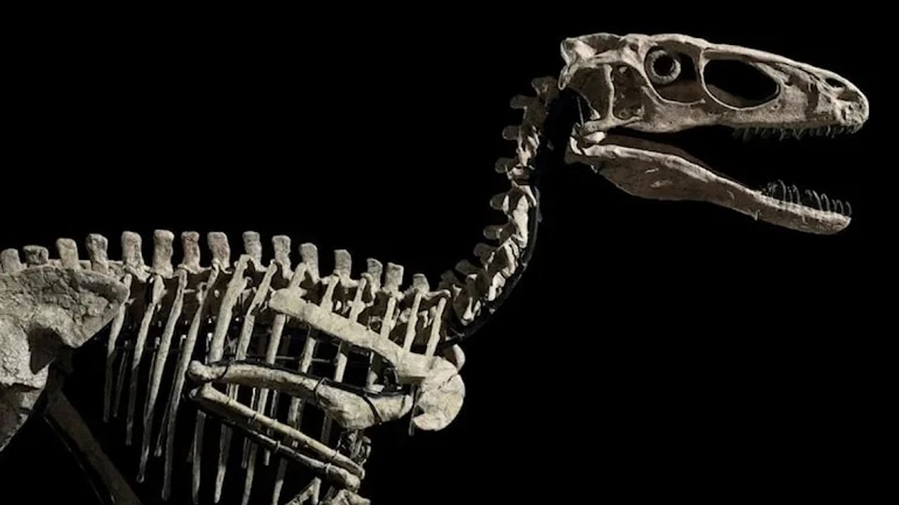 Dinozor iskeleti 12.4 milyon dolara satıldı