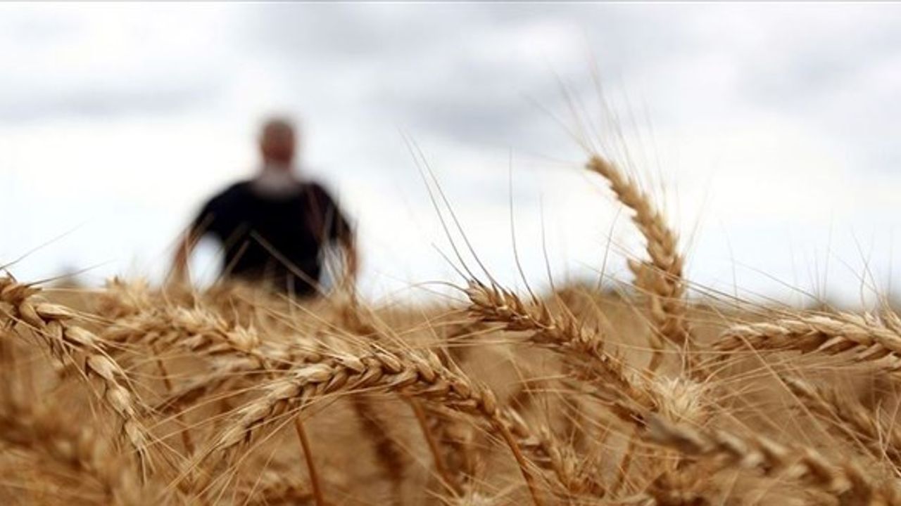 Bakanlıktan 'ekmeklik buğday satışı' açıklaması
