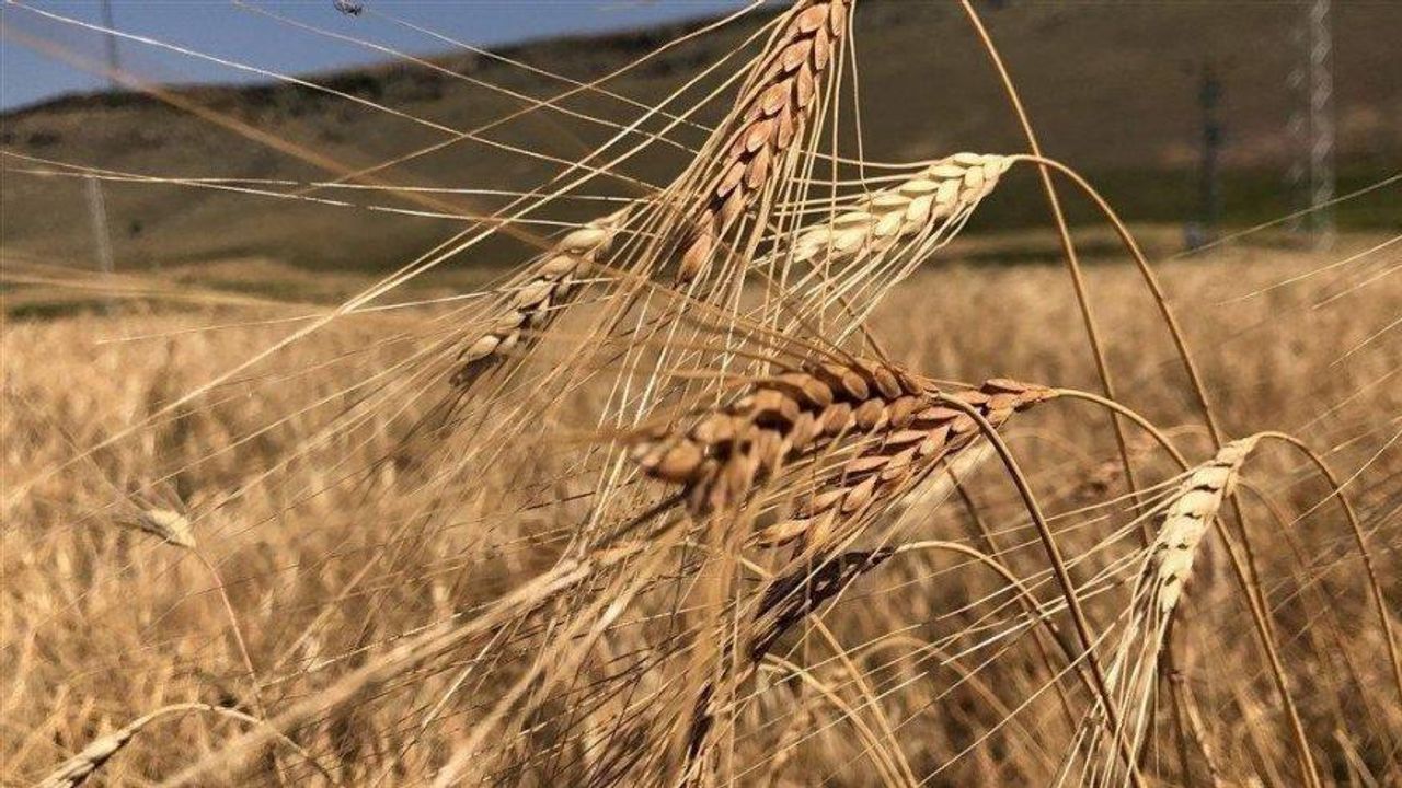 Küresel buğday fiyatları 11 haftanın dip seviyesini gördü