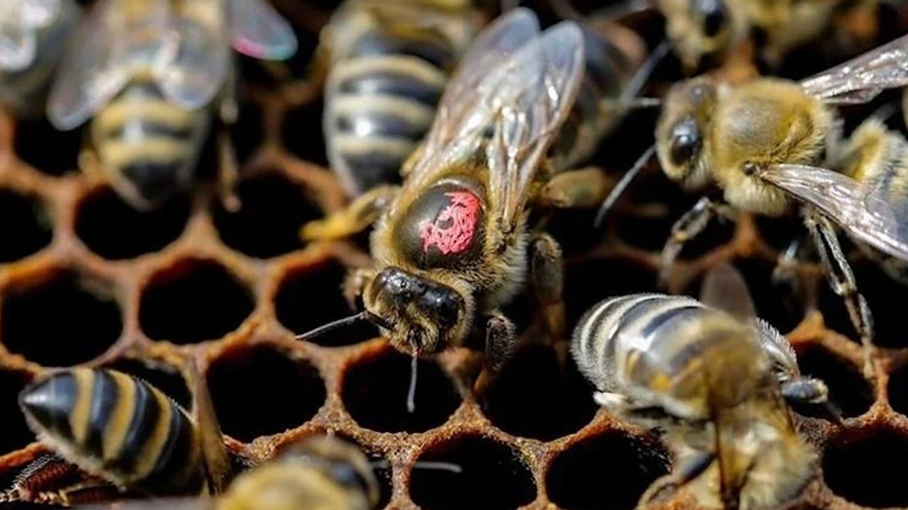 Hırsızlar şaşkın: Çalınan binlerce arı evlerine geri döndü