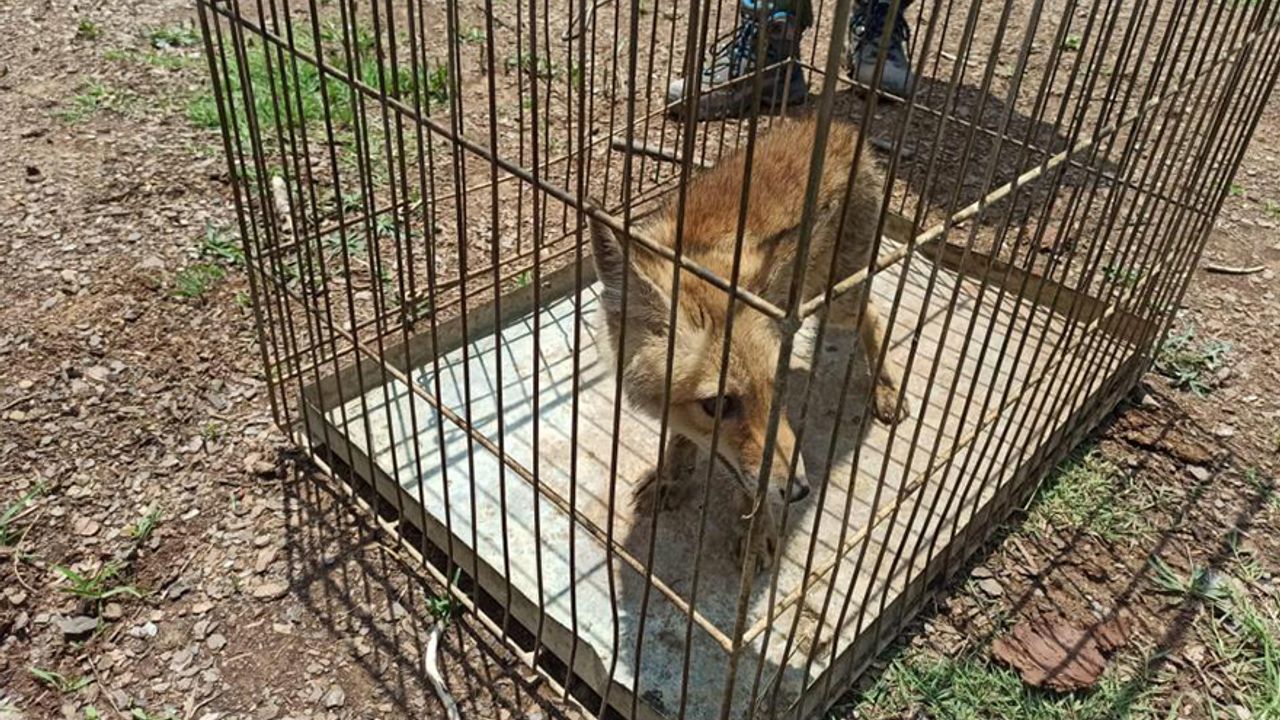 Yaralı yavru tilki, tedavisinin ardından doğaya salındı