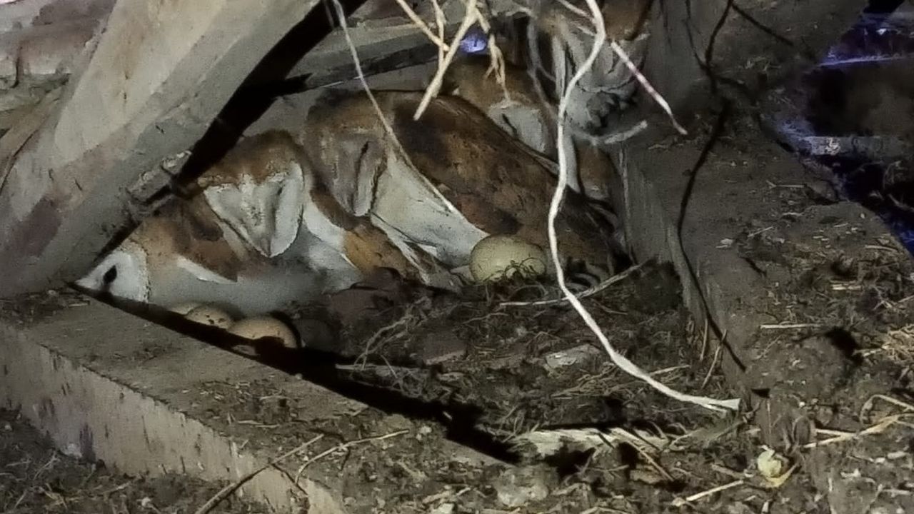 Evin çatısından gelen esrarengiz seslerin sahibi 4 baykuş yavrusu çıktı
