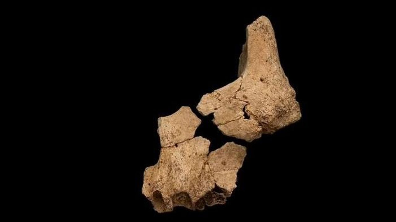 1.4 milyon yaşında bir çene kemiği bulundu