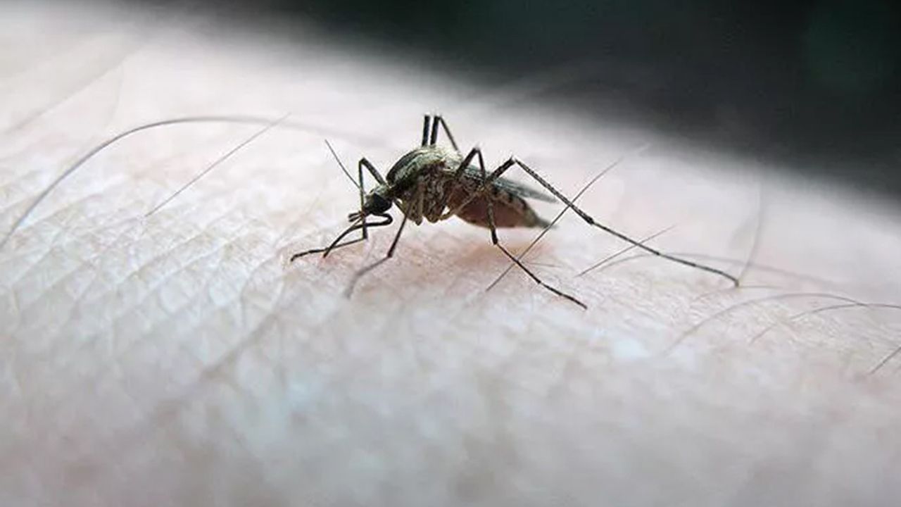 Karasu’dan yükselen sivrisinek isyanı