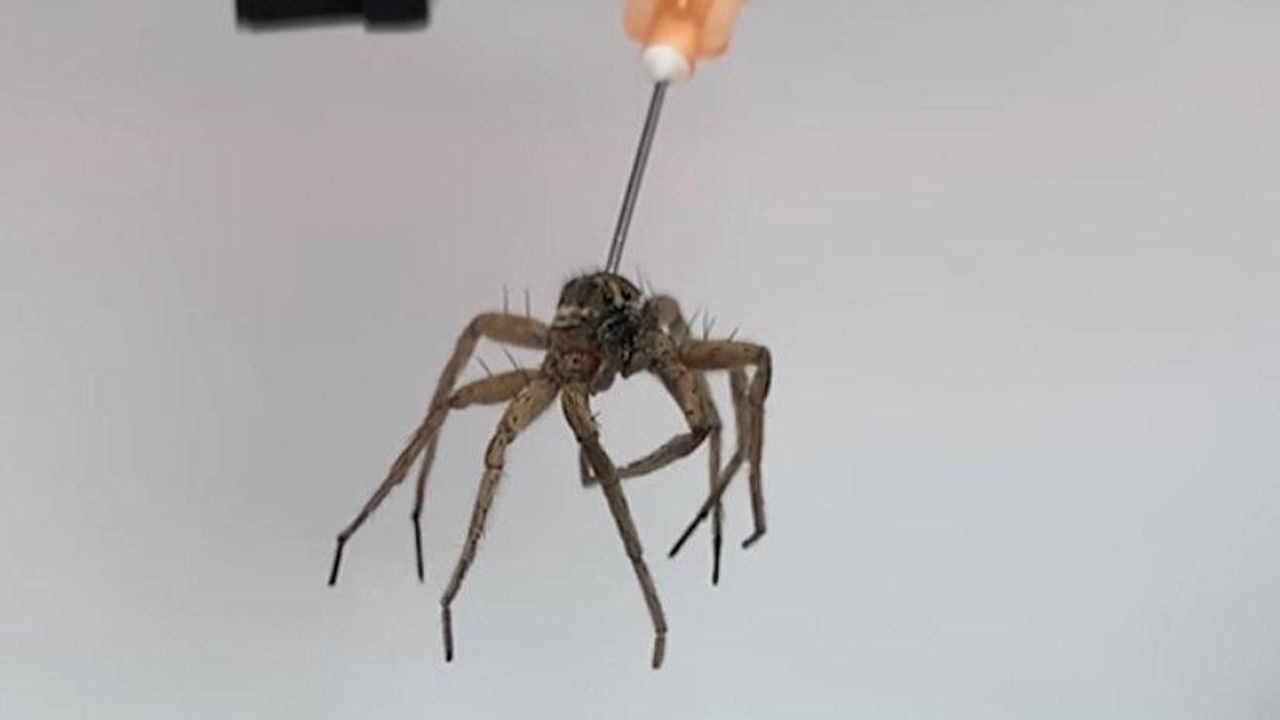 Ölü örümceği robot haline getirdiler
