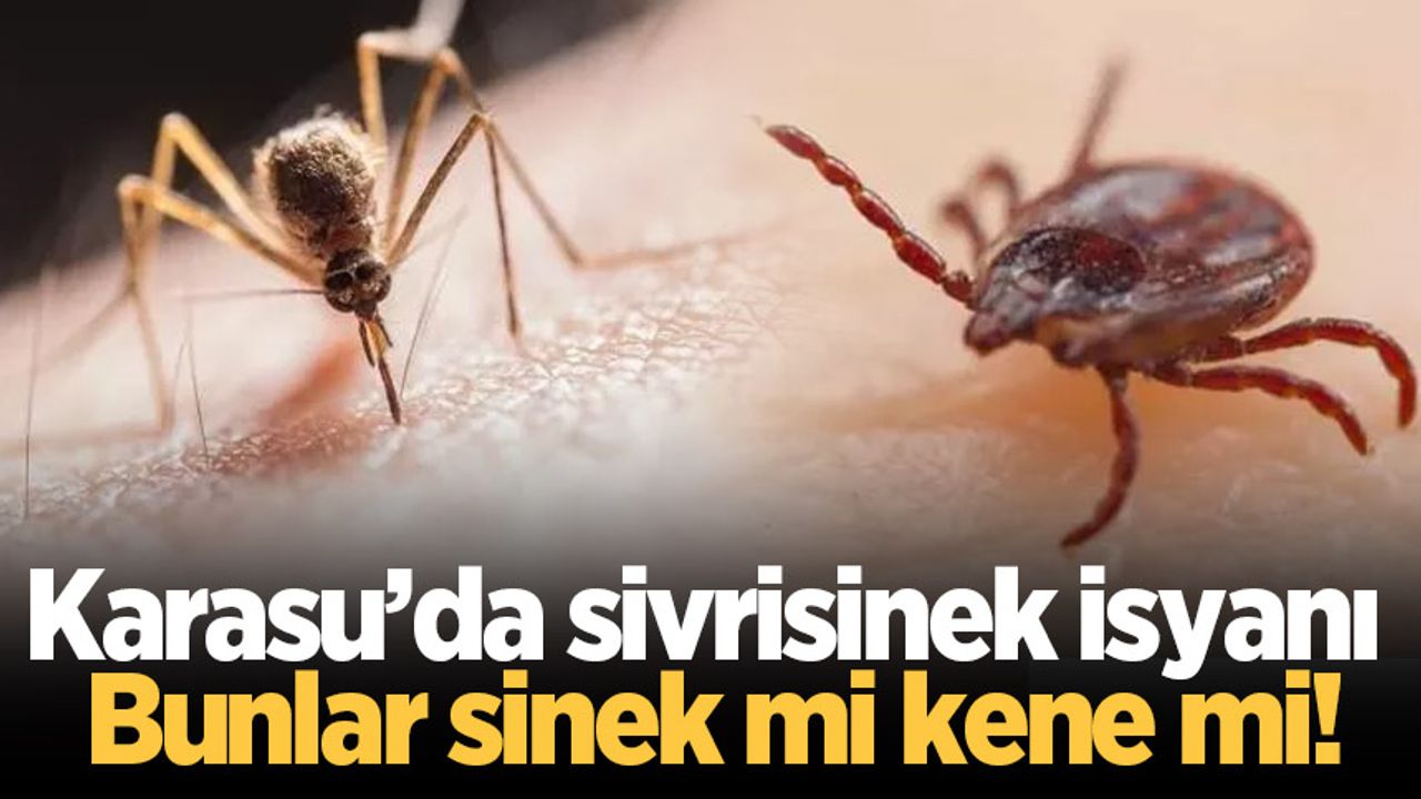 Karasu’da sivrisinek isyanı: Bunlar sinek mi kene mi!