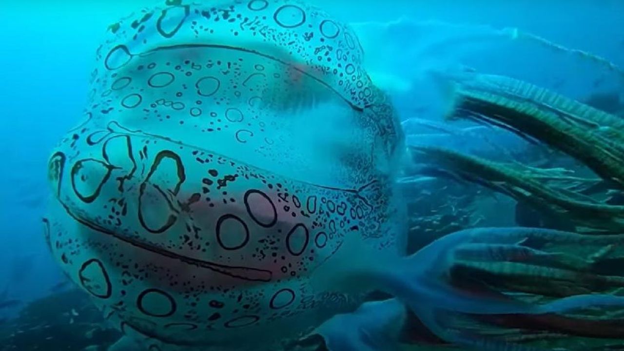 Papua Yeni Gine’de görüntülenen denizanası büyük ilgi uyandırdı