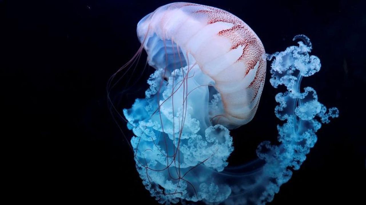 Bilim insanları nihayet ölümsüz denizanalarının sırlarını çözdü