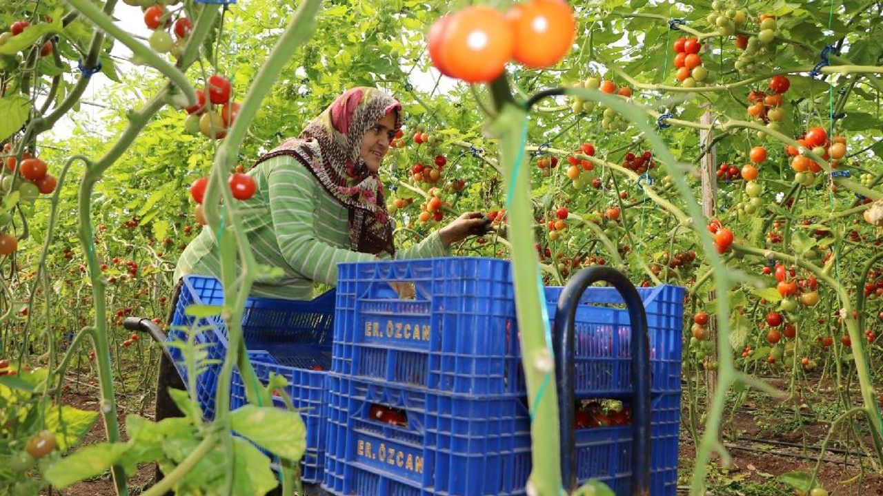 Fiyat artışlarında domates ve sebze son 7 yılın rekorunu kırdı