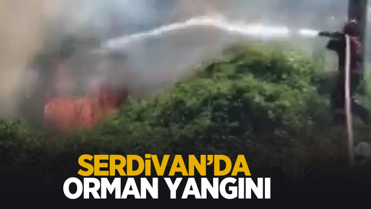 Serdivan'da orman yangını