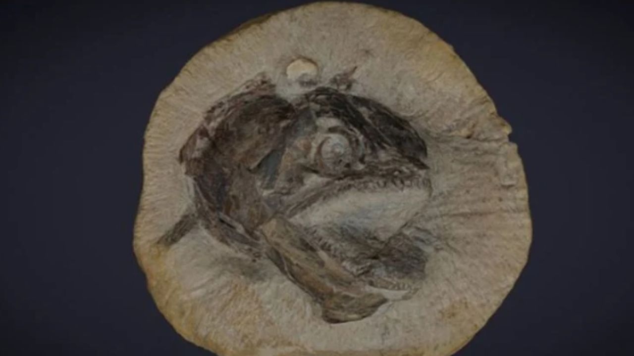 İngiltere'de vahşi görünümlü balık fosili bulundu
