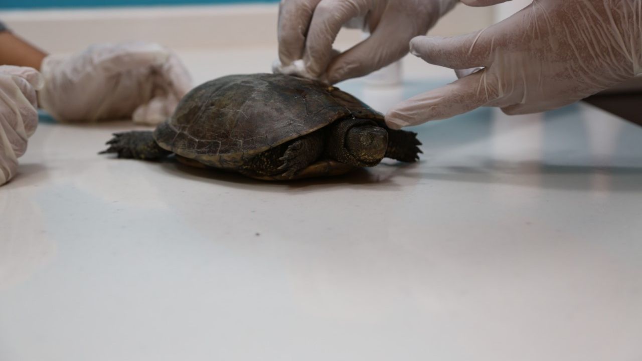 Serdivan’da yaralı halde bulunan kaplumbağa tedavi edildi
