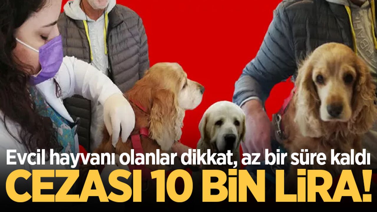 Evcil hayvanı olanlar dikkat, az bir süre kaldı! Cezası 10 bin lira