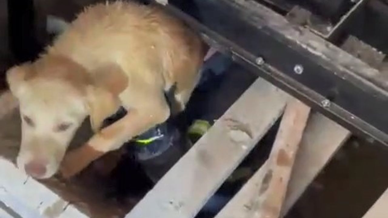 Asansör boşluğuna düşen köpekleri itfaiye kurtardı