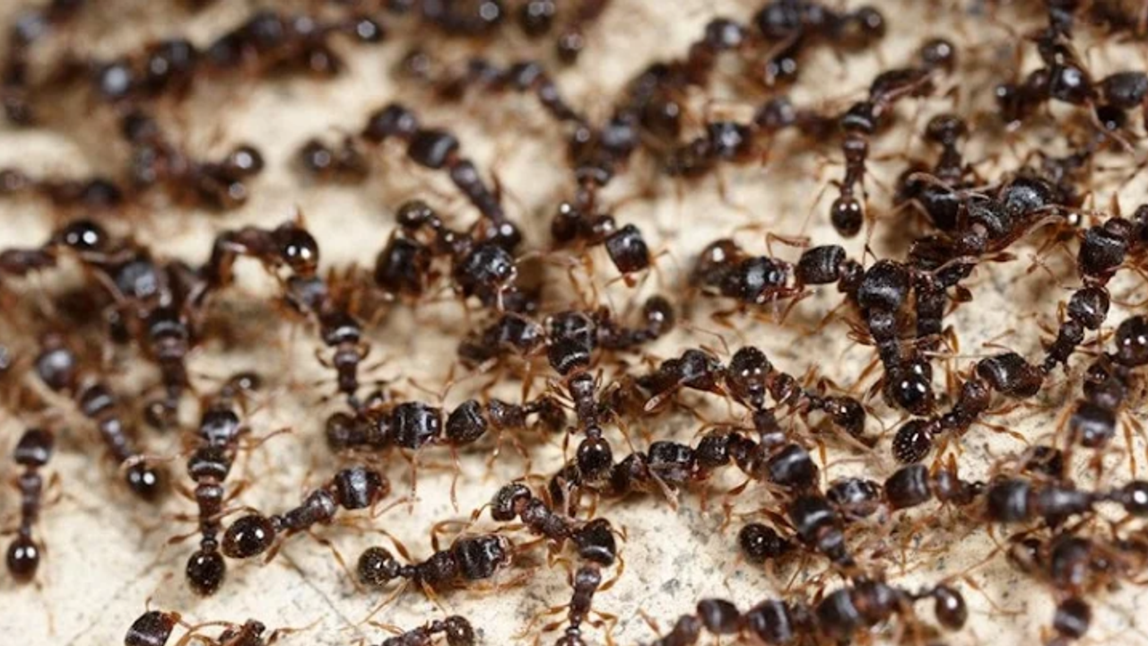 Bilim insanları, dünyada 20 katrilyon karınca olduğunu tahmin ediyor