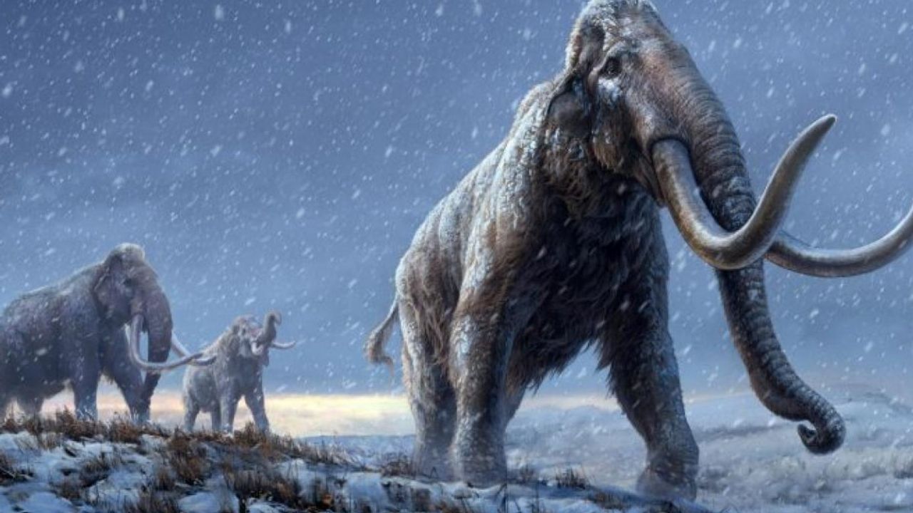 Bilim insanları, 4 bin yıl önceki mamutları geri getirmek istiyor