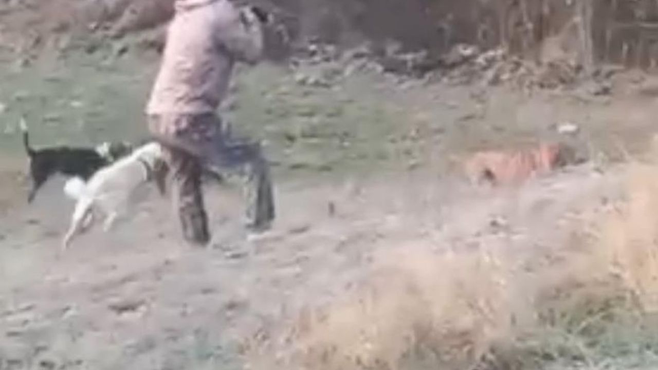 Bolu’da avcıya domuz saldırdı