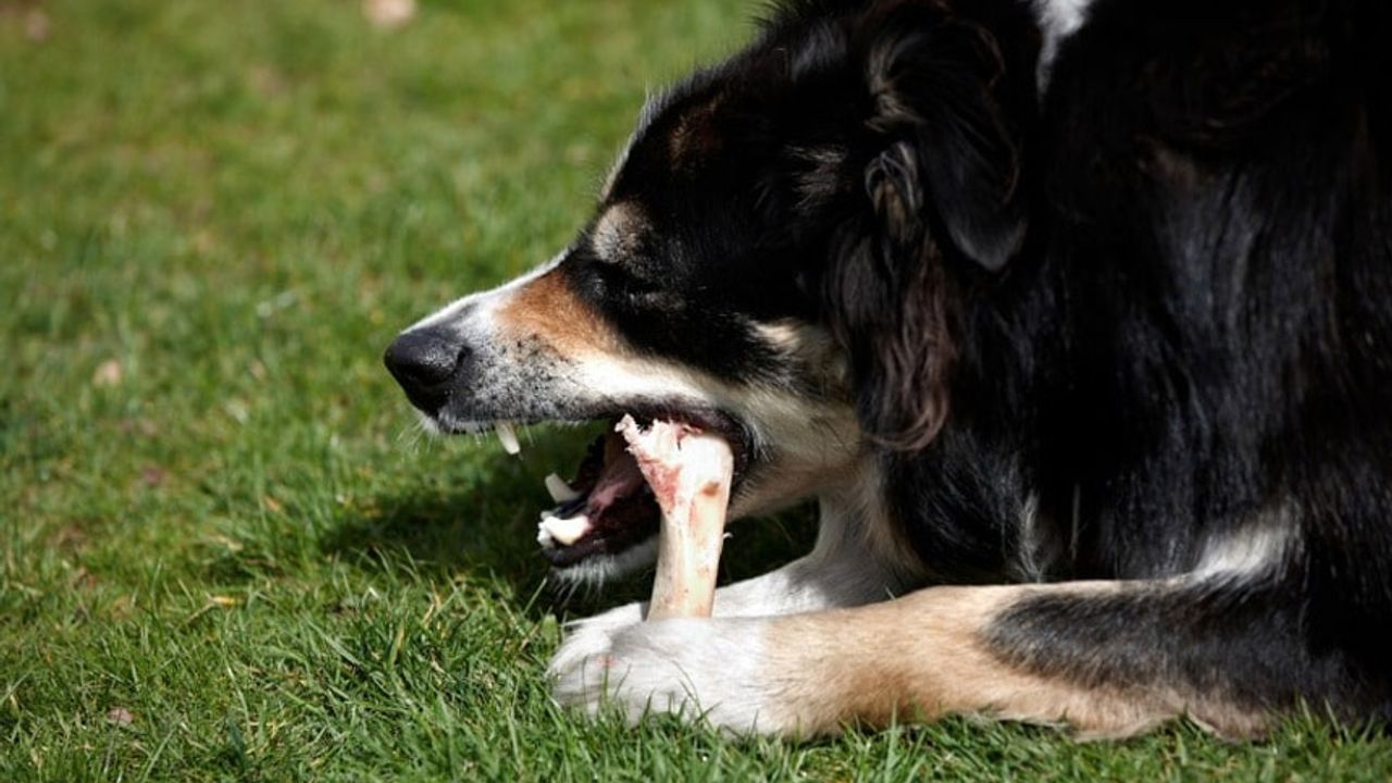 Kemikler neden köpekler için sağlıklı değil? Veteriner Hekim Yıldız açıkladı