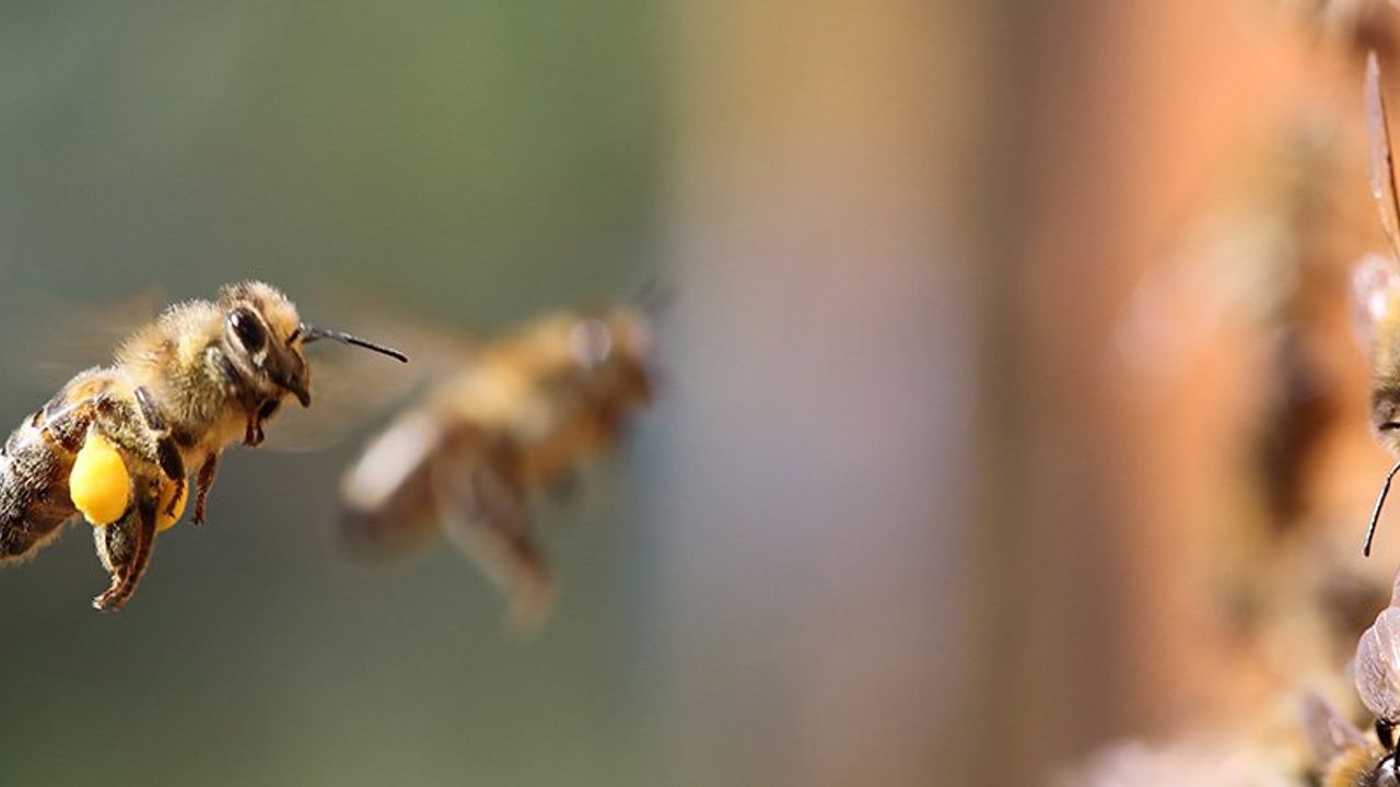 Kuraklık arıların dengesini değiştirdi: Kovanlarından çıktılar