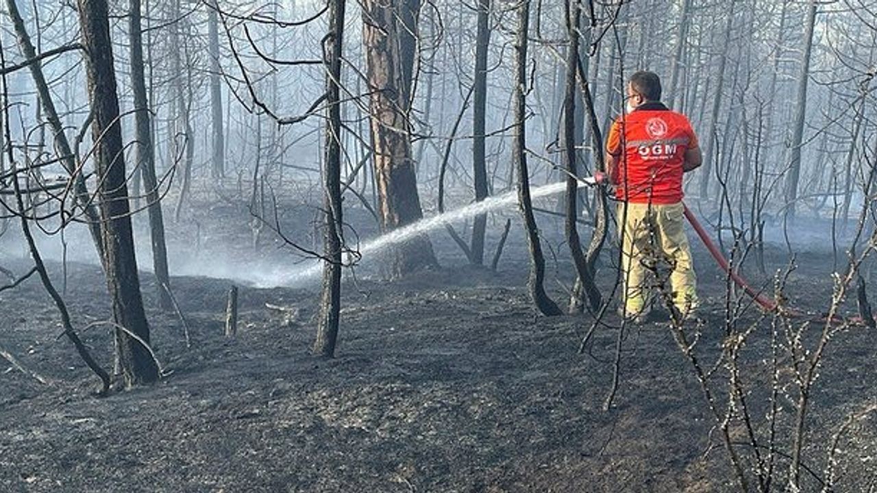 Kocaali’de orman yangını