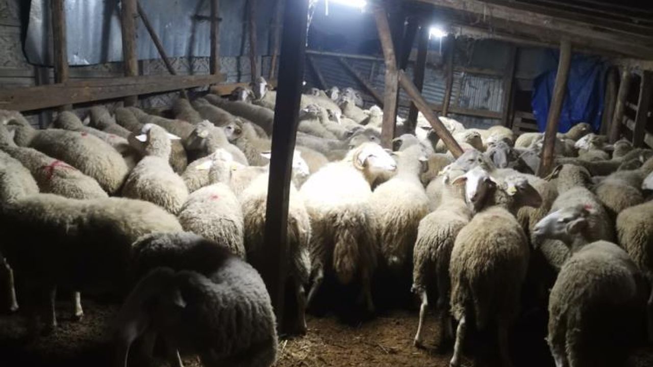 81 koyunu alıp parayı ödemeden kayıplara karışmıştı: Şüpheli yakalandı, koyunlar Sakarya'da bulundu