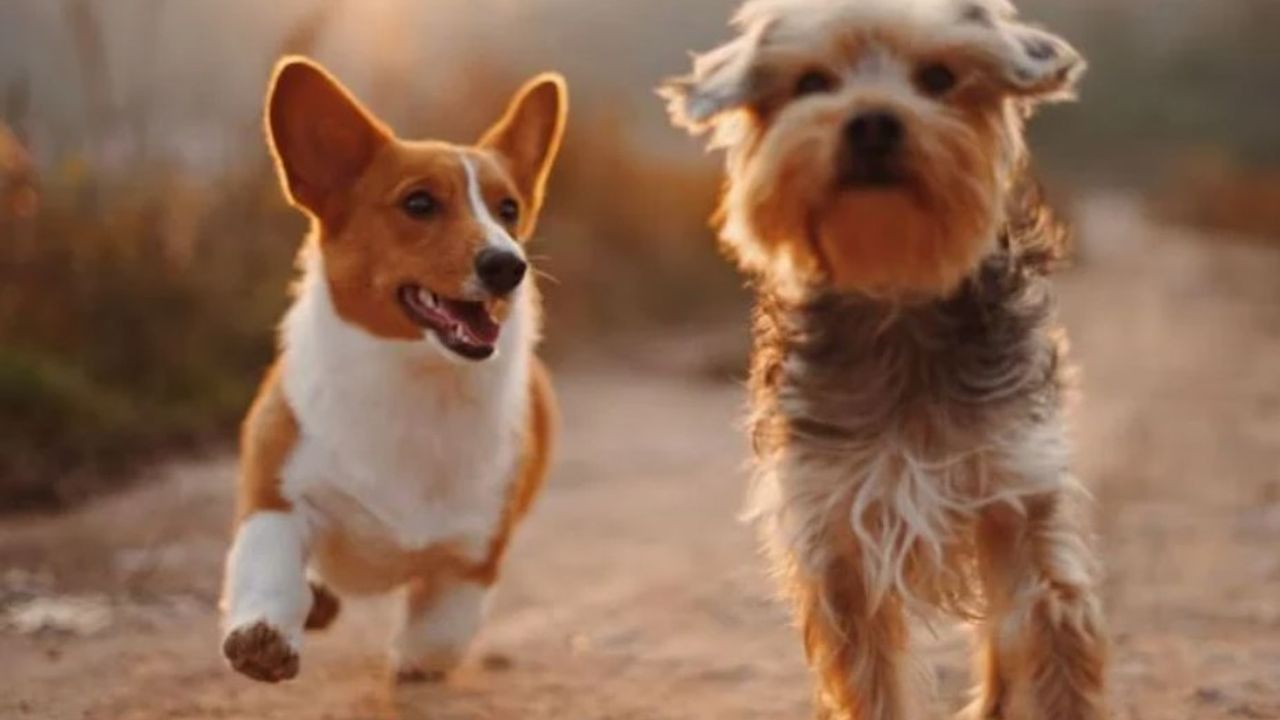 Yeni bilimsel çalışma: Köpeklerin kuyruğu ne işe yarar?