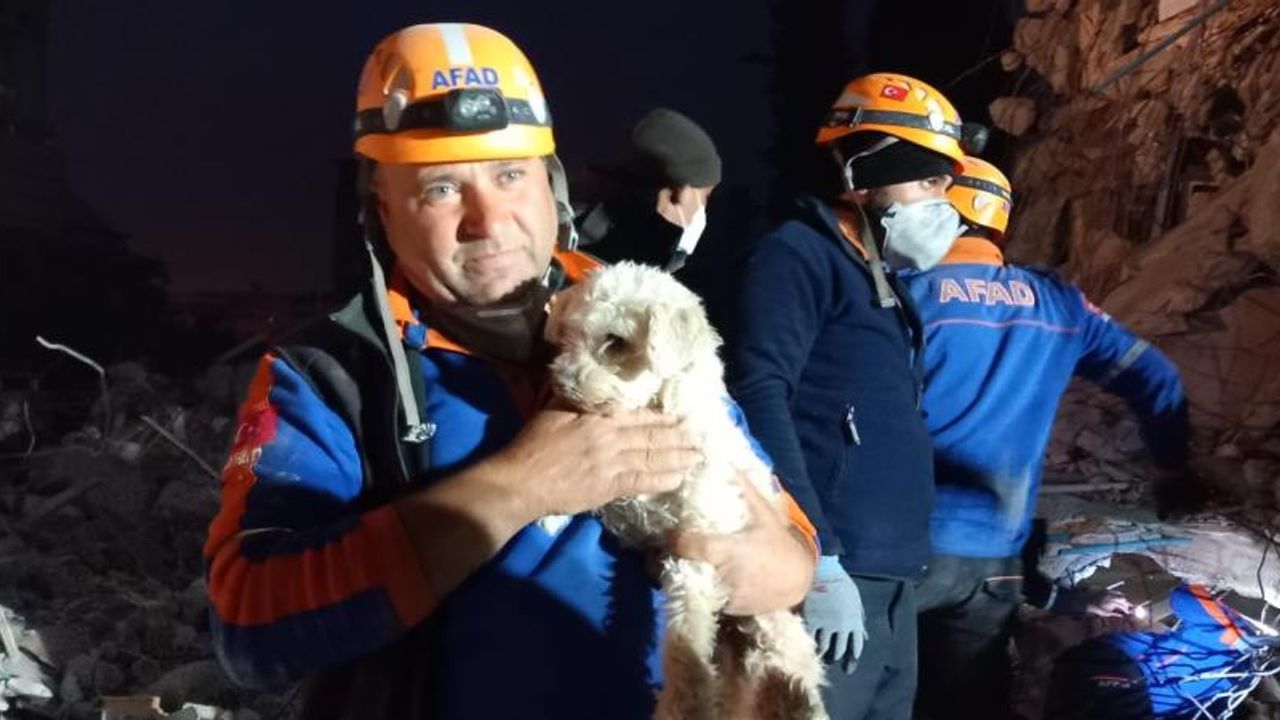 Hatay’da 25 gün sonra bir köpek enkaz altından sağ kurtarıldı