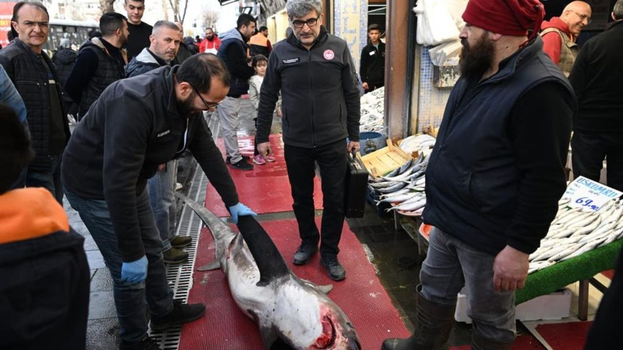 3,5 metrelik yasaklı köpek balığının satışına ceza