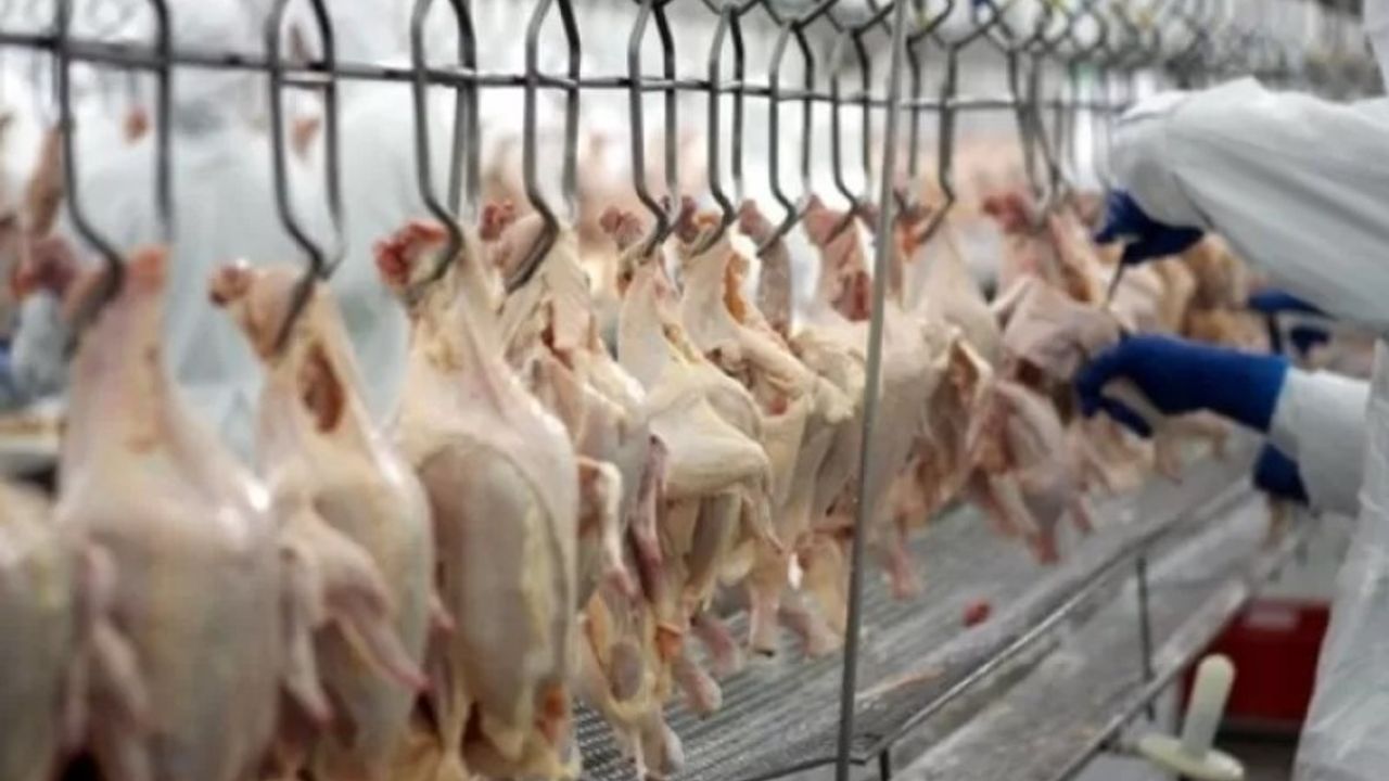 Tavuk eti üretimi yıllık yüzde 3,8 azaldı