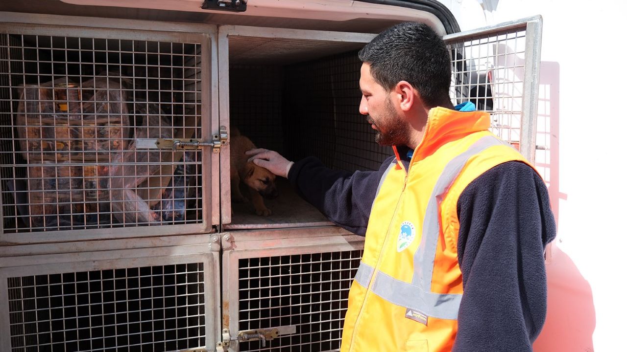 Büyükşehir veteriner ekibi Antakya’da can dostlarının yaralarını sarıyor