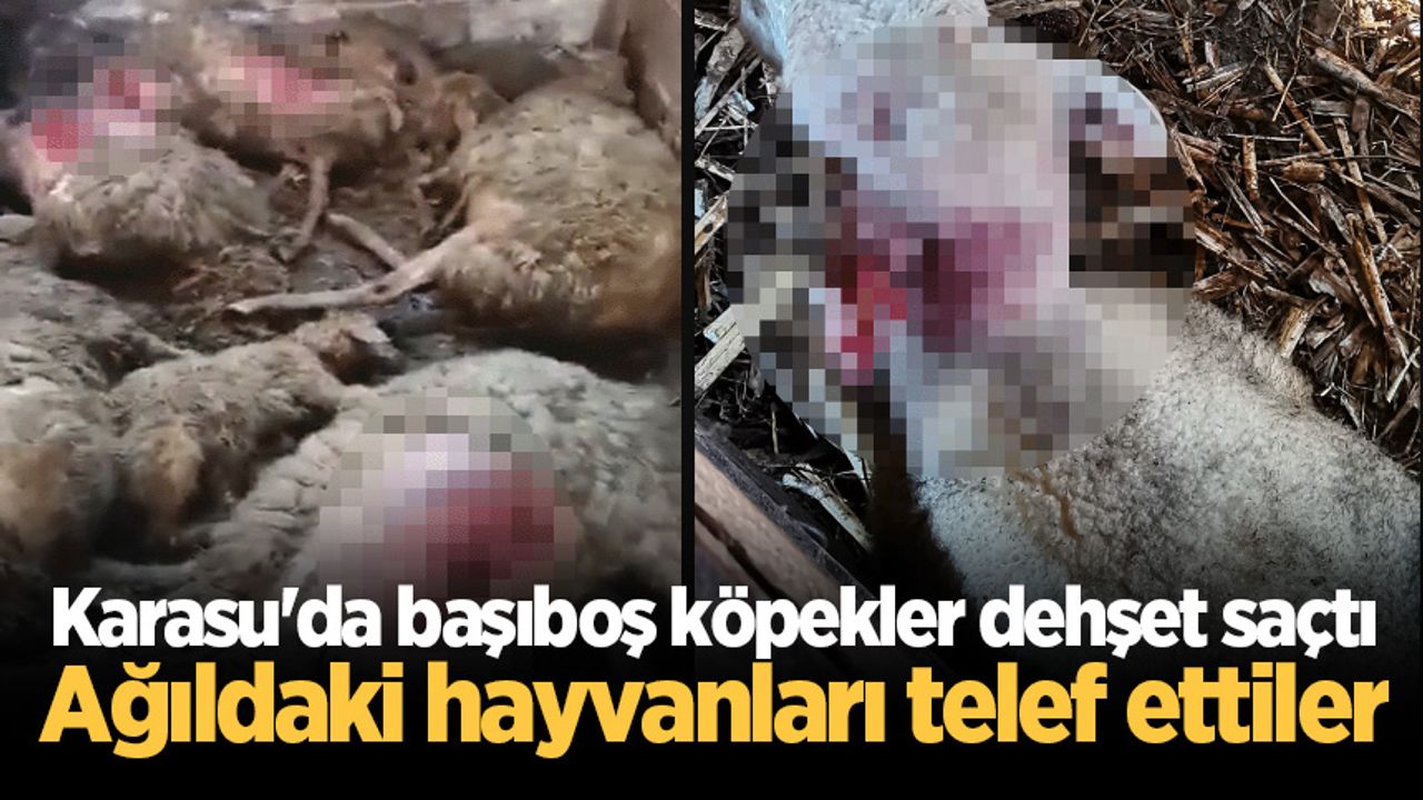 Karasu'da başıboş köpekler dehşet saçtı: Ağıldaki hayvanları telef ettiler