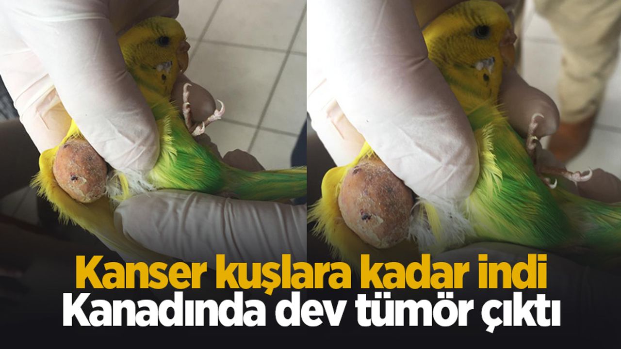 Muhabbet kuşu kansere yakalandı
