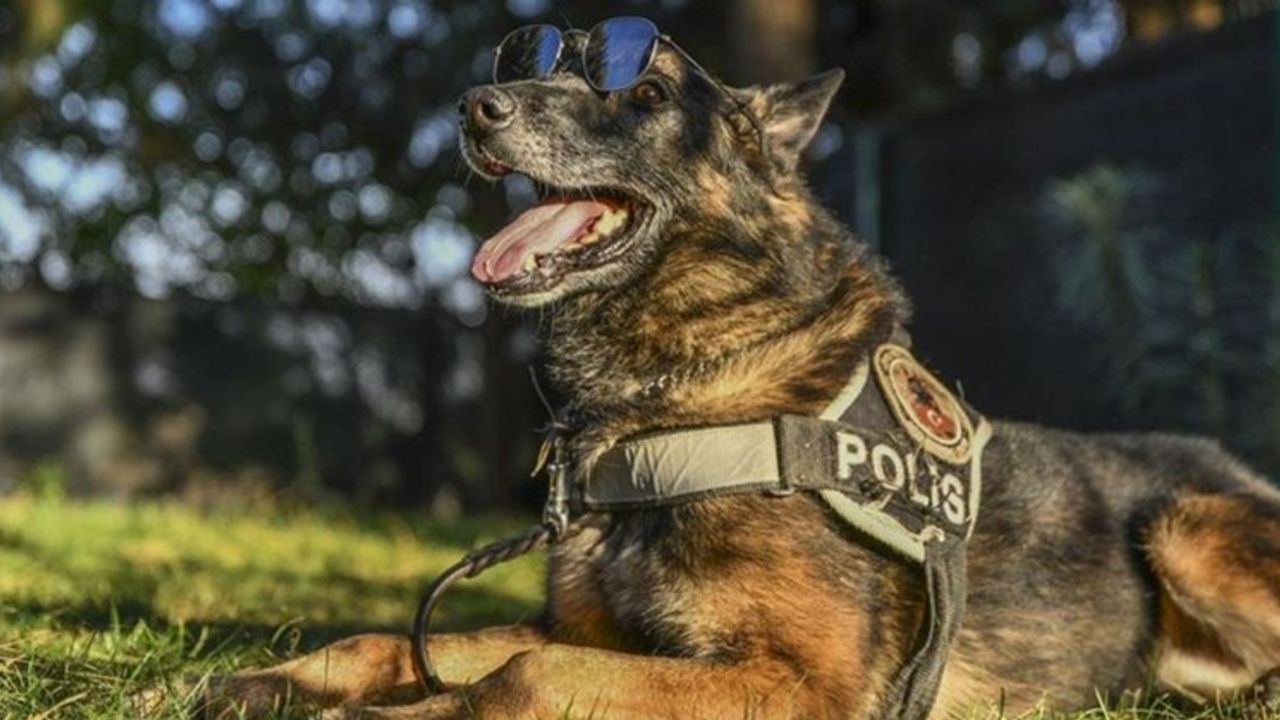 Bomba arama köpeği şüphelendi silah çıktı