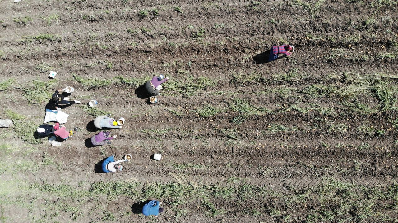 Patates diyarı Bolu’da hasat başladı
