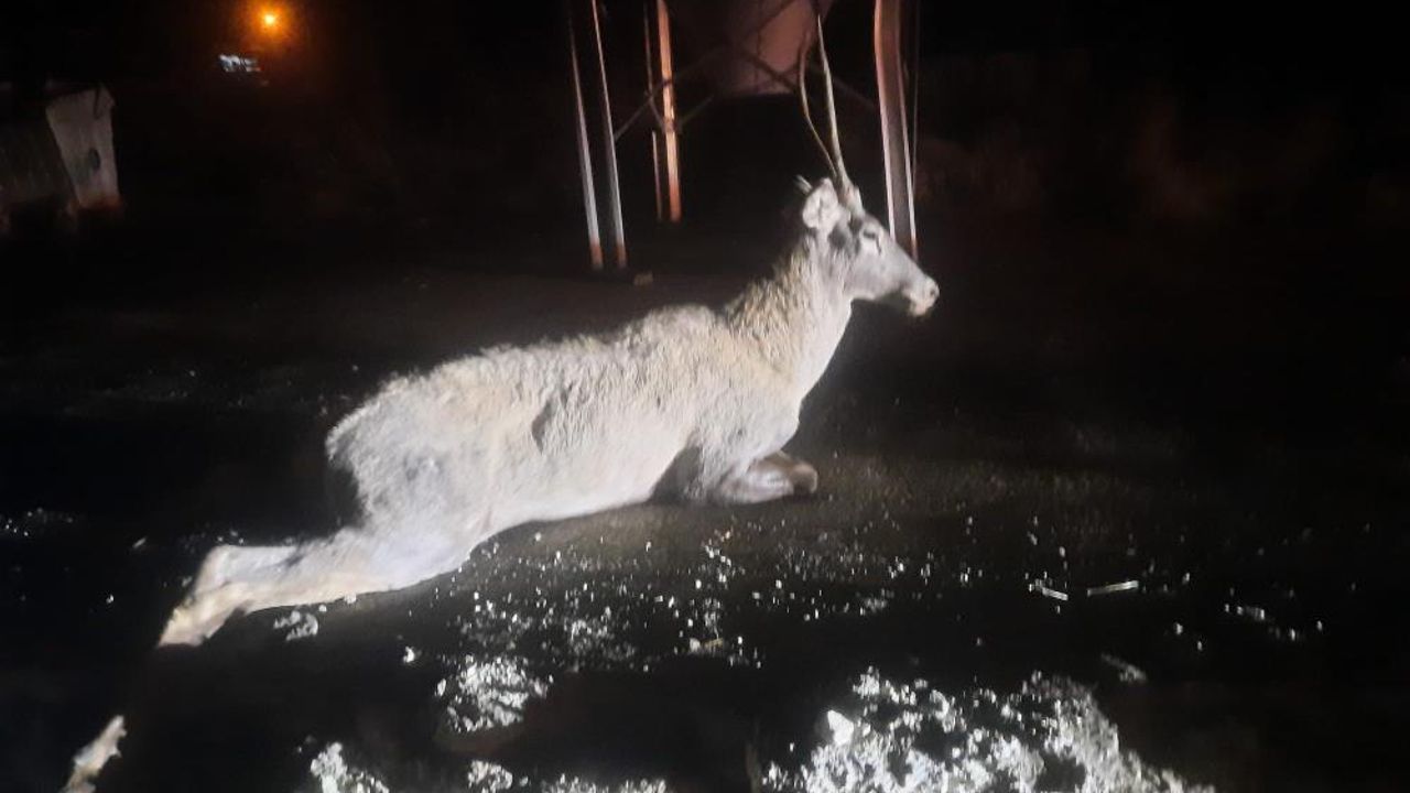 Bolu'da aracın çarptığı geyik telef oldu