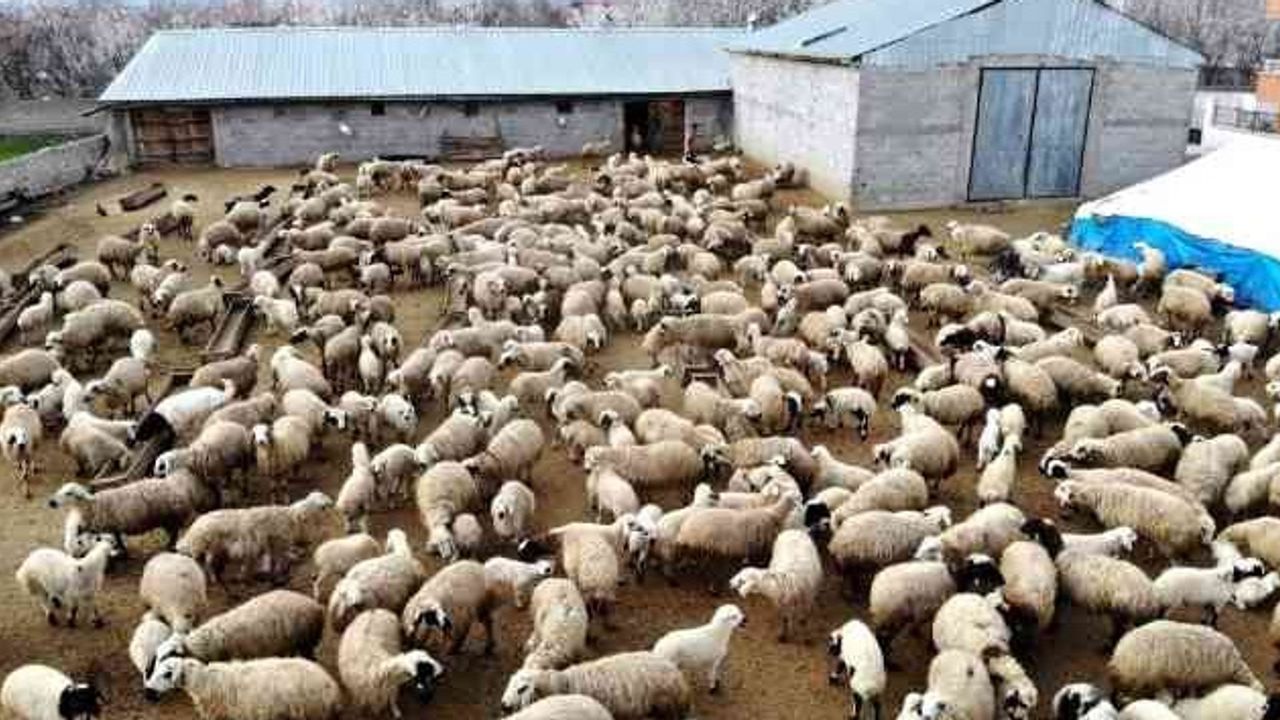Koyun Keçi Yetiştiricileri: İthal eden kazanıyor; üreten kaybediyor