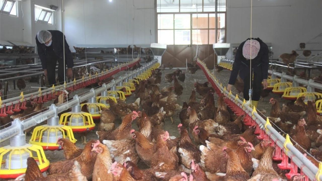 Tavuk eti üretimi arttı
