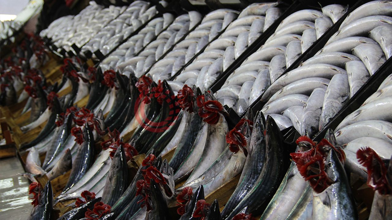 Palamutta umutlar gelecek seneye kaldı!