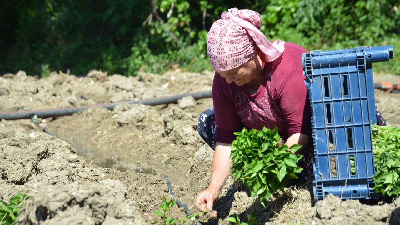 162 yıldır aynı "Ata Tohumu" ile ekiyorlar