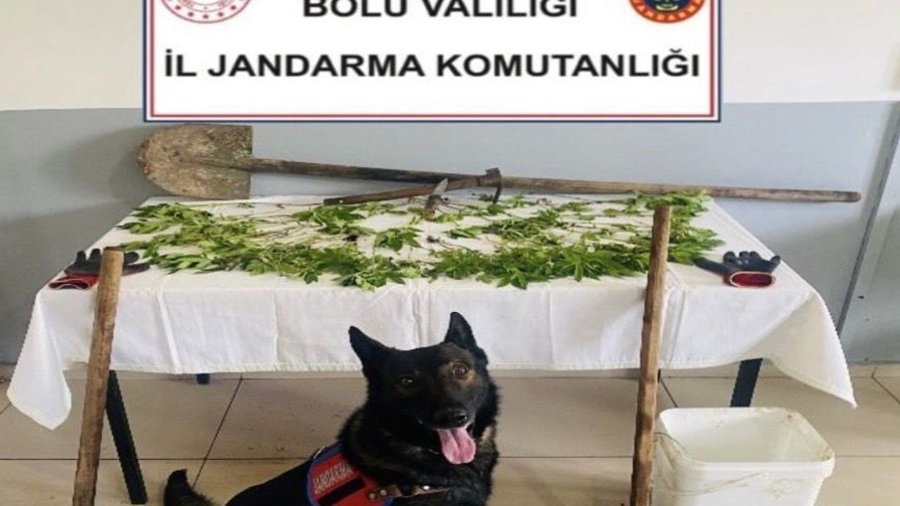 Bolu'da kenevir bahçesi oluşturan şüpheli tutuklan