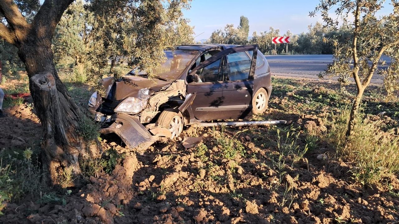 Zeytinliğe daldı