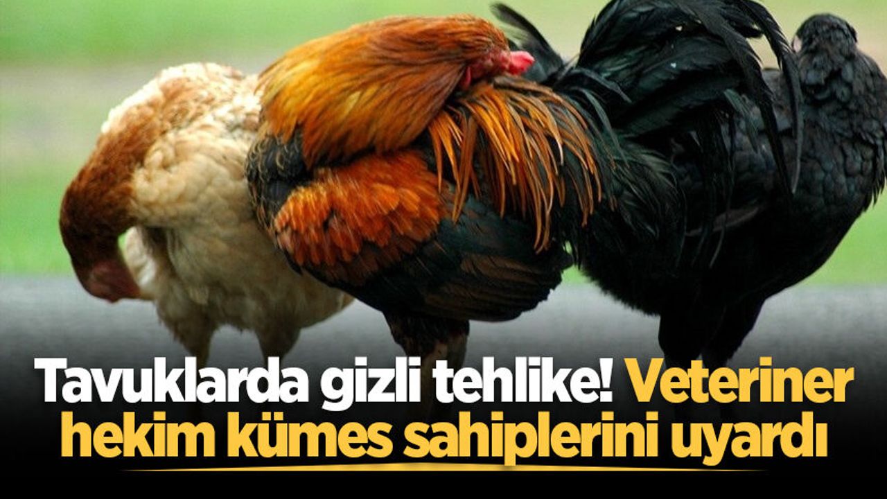 Tavuklarda gizli tehlike! Veteriner hekim kümes sahiplerini 