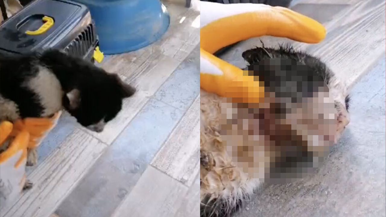 Kaynarca’da boğazı kesilmiş halde bulunan kedi tedavi altına