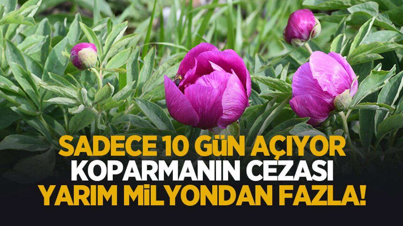 Bu çiçeği koparmanın cezası yarım milyondan fazla: Sadece 10