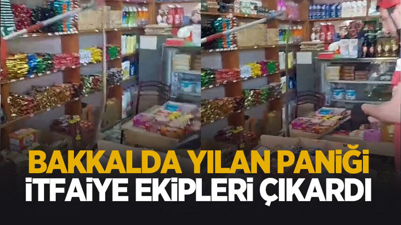 Bakkalda yılan paniği!