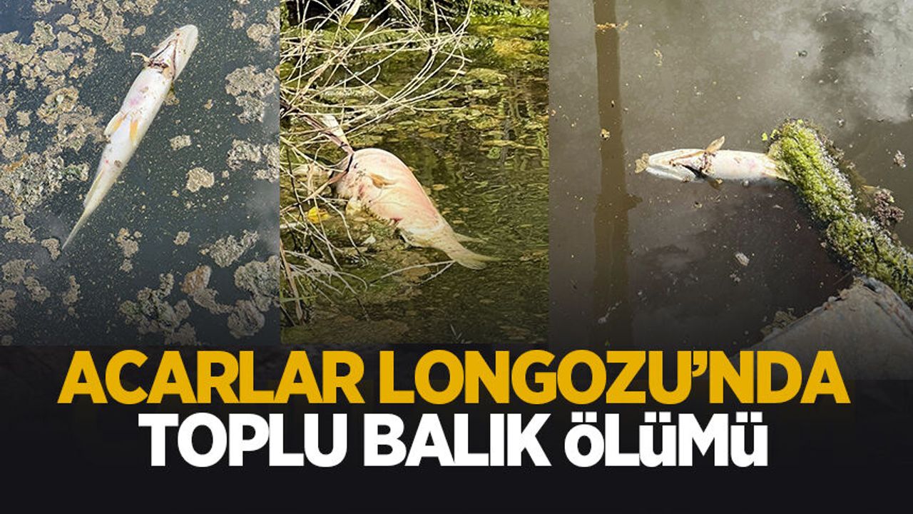 Acarlar Longozu'nda toplu balık ölümleri tedirginlik oluştur