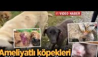 Ameliyatlı köpekleri ölüme terk ettiler