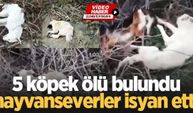 5 köpek ölü bulundu, hayvanseverler isyan etti