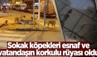 Sokak köpekleri esnaf ve vatandaşın korkulu rüyası oldu