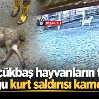 ASAYİŞ